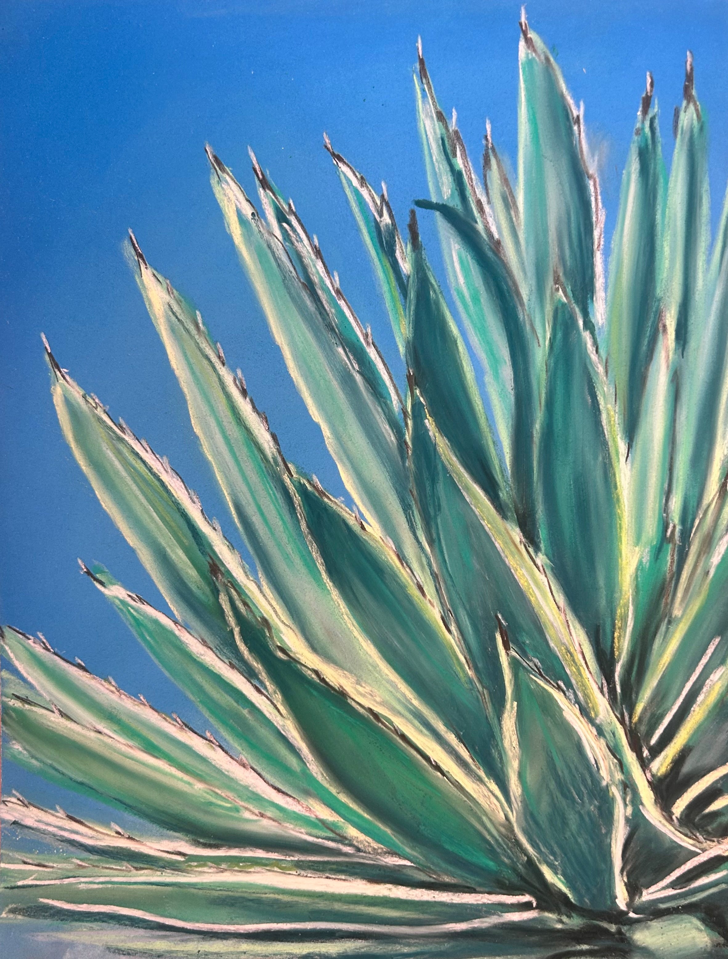 Arizona agave