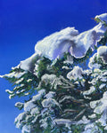 Snow topped juniper