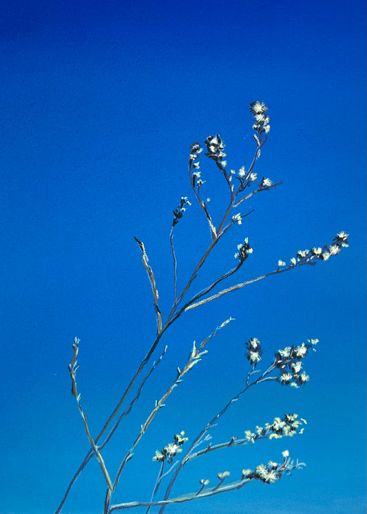 Winter Blues: Reach